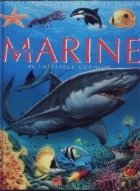 Animale marine pe intelesul copiilor